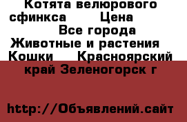 Котята велюрового сфинкса. .. › Цена ­ 15 000 - Все города Животные и растения » Кошки   . Красноярский край,Зеленогорск г.